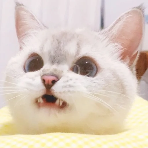Стикер из набора Zuzu & Nana Reactions для Телеграм: Статические 😖