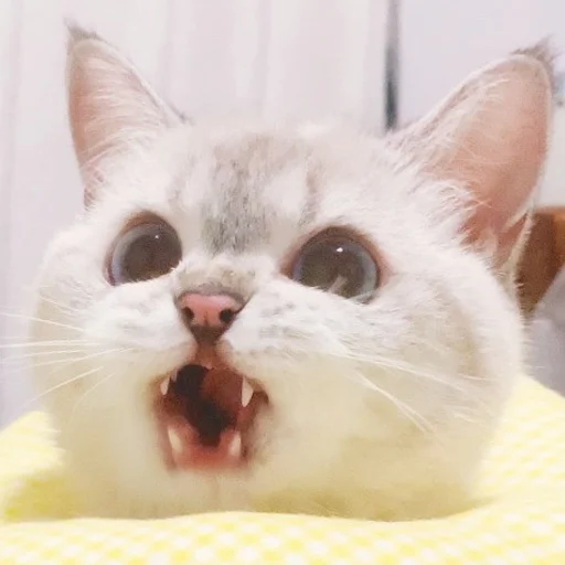 Стикер из набора Zuzu & Nana Reactions для Телеграм: Статические 😖