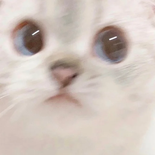 Стикер из набора Zuzu & Nana Reactions для Телеграм: Статические 🙁