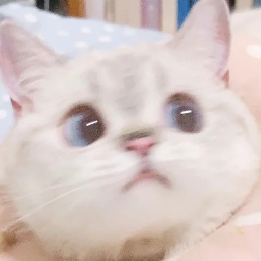 Стикер из набора Zuzu & Nana Reactions для Телеграм: Статические 🙁