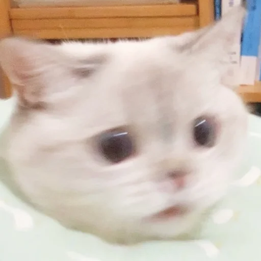 Стикер из набора Zuzu & Nana Reactions для Телеграм: Статические 😫