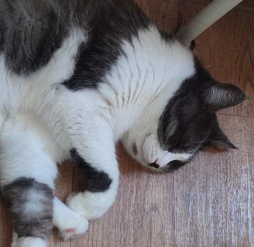 Стикер из набора борман228 для Телеграм: Статические 😴