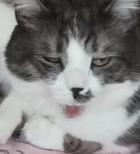 Стикер из набора борман228 для Телеграм: Статические 🙀
