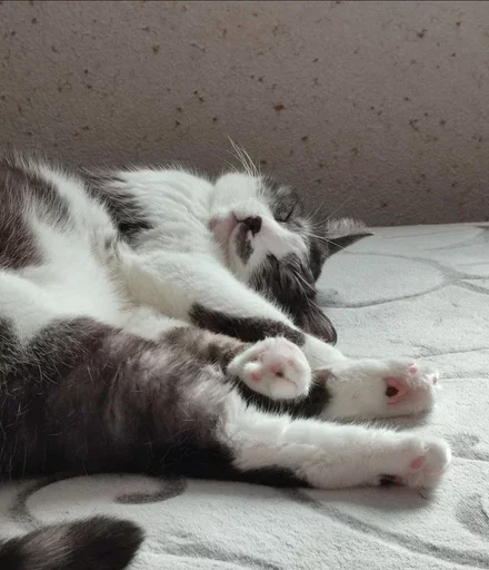 Стикер из набора борман228 для Телеграм: Статические 😴