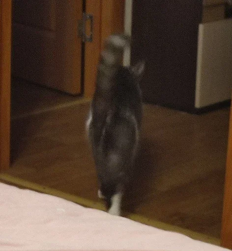Стикер из набора борман228 для Телеграм: Статические 🐈