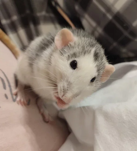 Стикер из набора борман228 для Телеграм: Статические 🐭