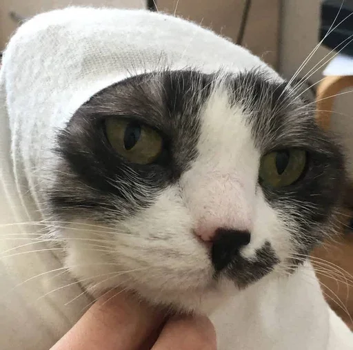 Стикер из набора борман228 для Телеграм: Статические 🧕