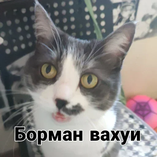 Стикер из набора борман228 для Телеграм: Статические 😶