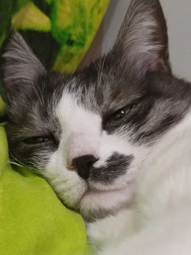 Стикер из набора борман228 для Телеграм: Статические 😚