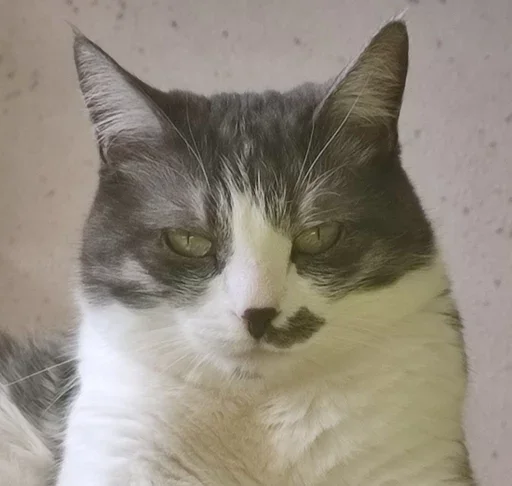 Стикер из набора борман228 для Телеграм: Статические 👿