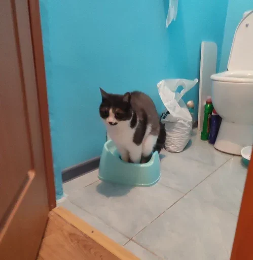 Стикер из набора борман228 для Телеграм: Статические 💩
