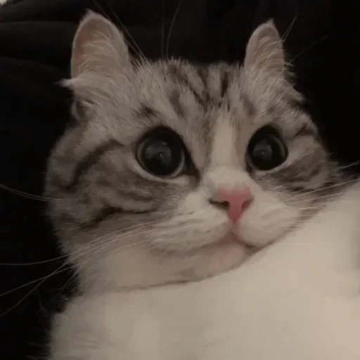 Стикер из набора @Pixel_Gamerz Vol.4 для Телеграм: Статические 🐾