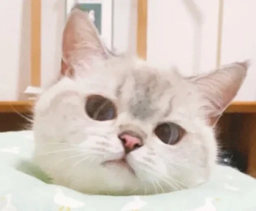 Стикер из набора 哈哈好笑 для Телеграм: Статические 😕