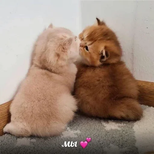 Стикер из набора я люблю тебя!! для Телеграм: Статические ❤️