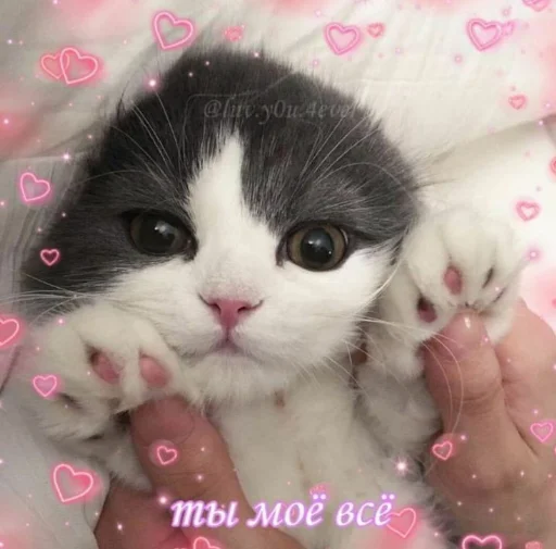 Стикер из набора я люблю тебя!! для Телеграм: Статические ❤️