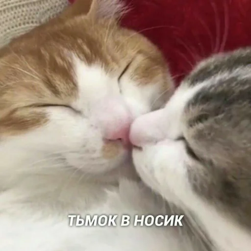 Стикер из набора я люблю тебя!! для Телеграм: Статические ❤️