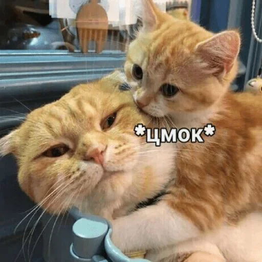 Стикер из набора я люблю тебя!! для Телеграм: Статические ❤️