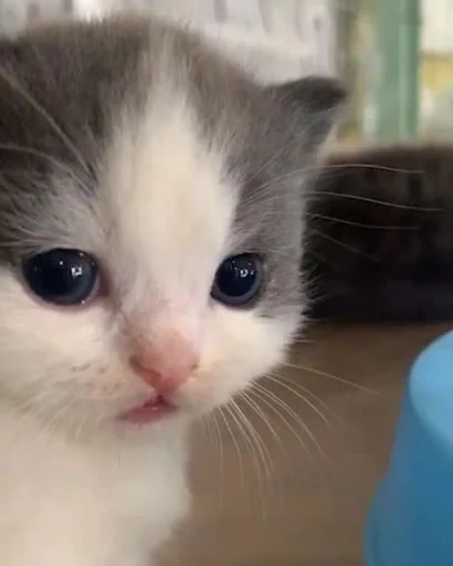 Стикер из набора я люблю тебя!! для Телеграм: Статические 🥺
