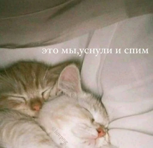 Стикер из набора я люблю тебя!! для Телеграм: Статические ❤️