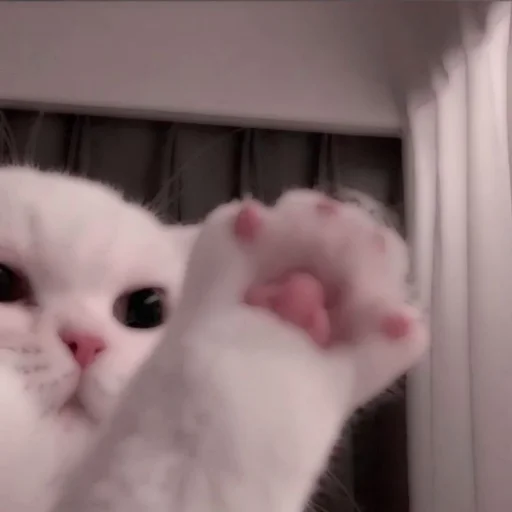 Стикерпак . soft cat by @stickernct для Телеграм: Статические