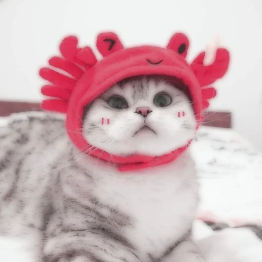 Стикер из набора . soft cat by @stickernct для Телеграм: Статические 🐈
