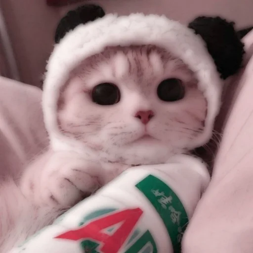 Стикер из набора . soft cat by @stickernct для Телеграм: Статические 🐈