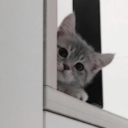 Стикер из набора . soft cat by @stickernct для Телеграм: Статические 🐈