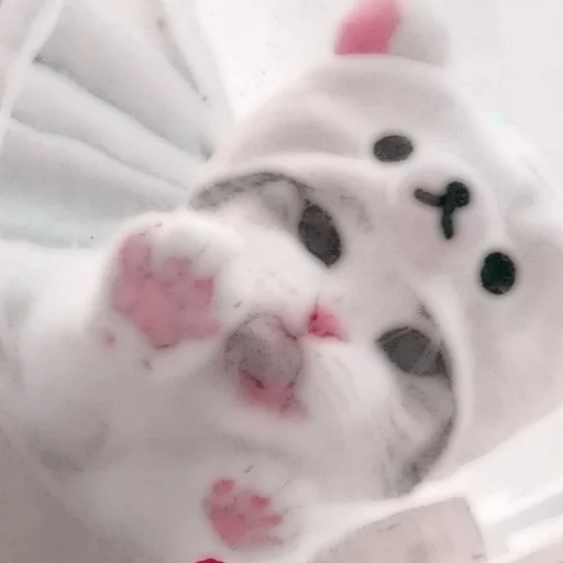 Стикер из набора . soft cat by @stickernct для Телеграм: Статические 🐈