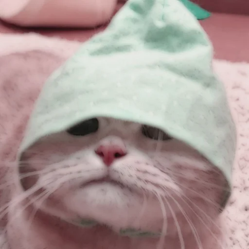 Стикер из набора . soft cat by @stickernct для Телеграм: Статические 🐈