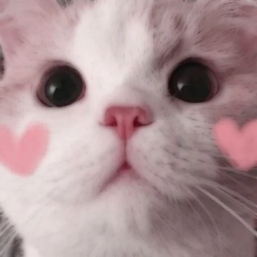 Стикер из набора . soft cat by @stickernct для Телеграм: Статические 🐈