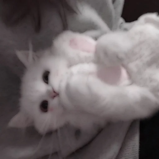 Стикер из набора . soft cat by @stickernct для Телеграм: Статические 🐈