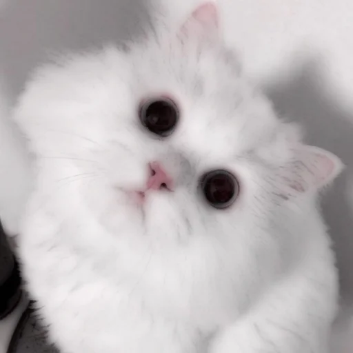 Стикер из набора . soft cat by @stickernct для Телеграм: Статические 🐈