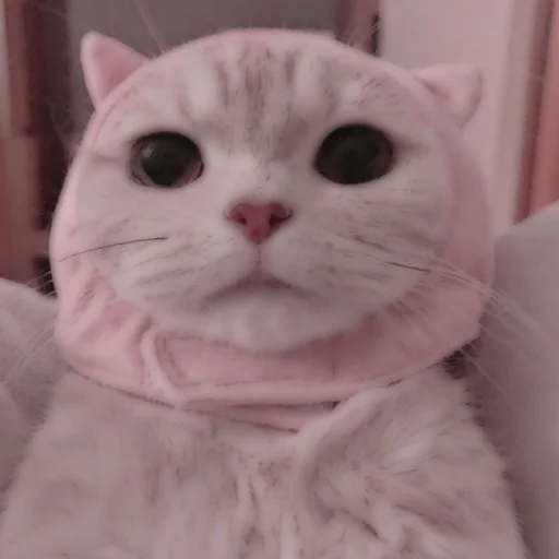 Стикер из набора . soft cat by @stickernct для Телеграм: Статические 🐈