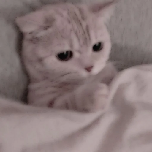 Стикер из набора . soft cat by @stickernct для Телеграм: Статические 🐈