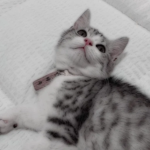 Стикер из набора . soft cat by @stickernct для Телеграм: Статические 🐈