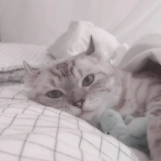 Стикер из набора . soft cat by @stickernct для Телеграм: Статические 🐈