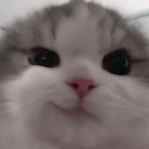 Стикер из набора . soft cat by @stickernct для Телеграм: Статические 🐈