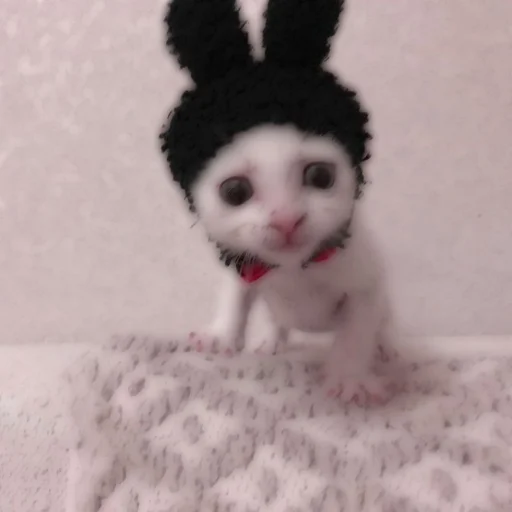 Стикер из набора . soft cat by @stickernct для Телеграм: Статические 🐈