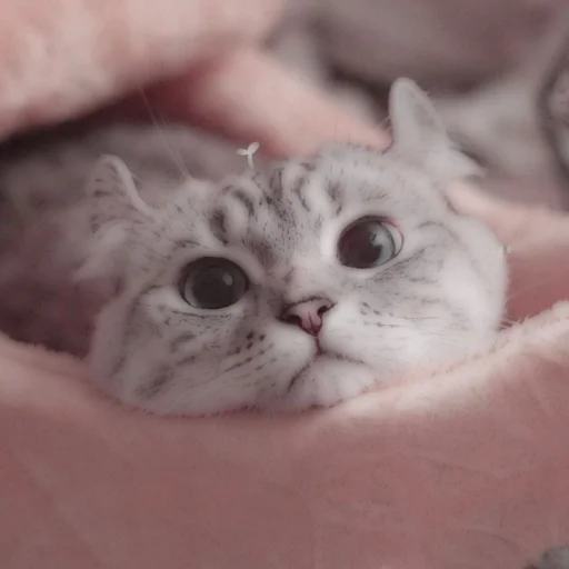 Стикер из набора . soft cat by @stickernct для Телеграм: Статические 🐈