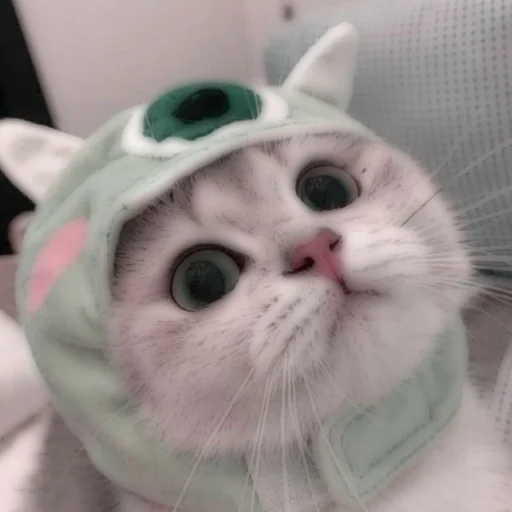 Стикер из набора . soft cat by @stickernct для Телеграм: Статические 🐈