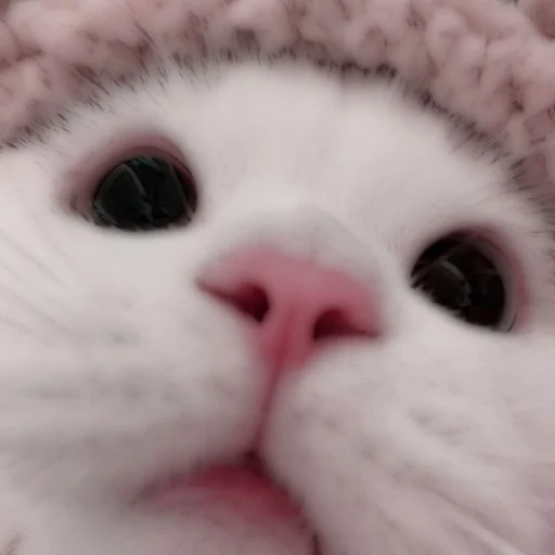 Стикер из набора . soft cat by @stickernct для Телеграм: Статические 🐈