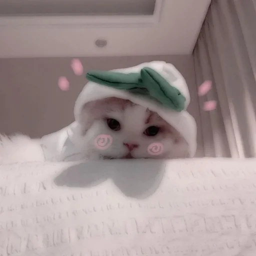 Стикер из набора . soft cat by @stickernct для Телеграм: Статические 🐈