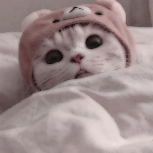 Стикер из набора . soft cat by @stickernct для Телеграм: Статические 🐈