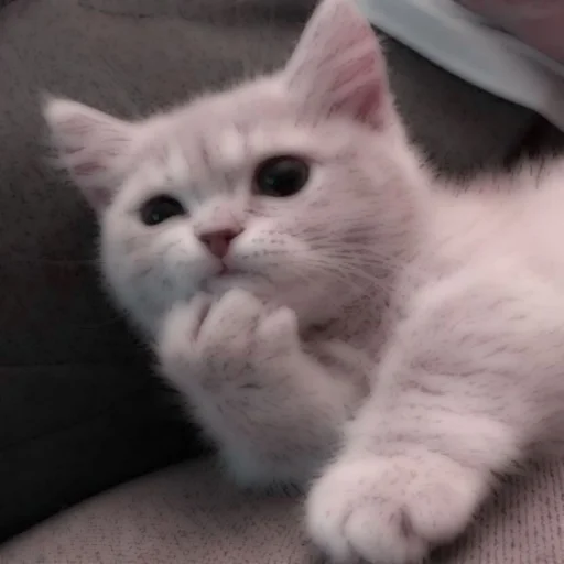 Стикер из набора . soft cat by @stickernct для Телеграм: Статические 🐈