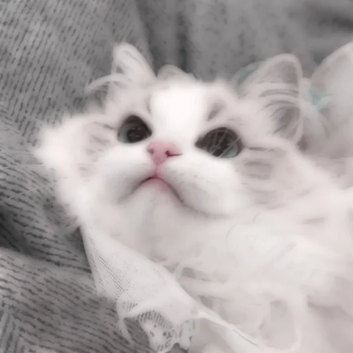 Стикер из набора . soft cat by @stickernct для Телеграм: Статические 🐈