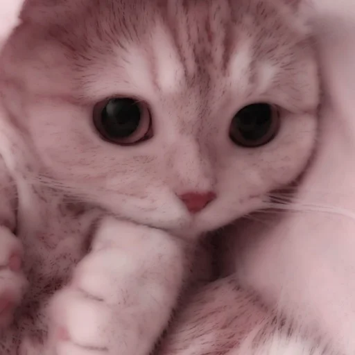 Стикер из набора . soft cat by @stickernct для Телеграм: Статические 🐈