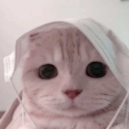 Стикер из набора . soft cat by @stickernct для Телеграм: Статические 🐈