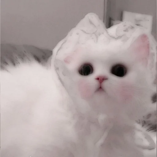 Стикер из набора . soft cat by @stickernct для Телеграм: Статические 🐈