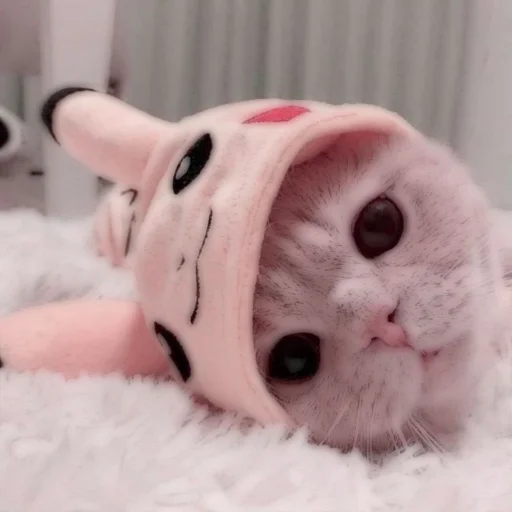 Стикер из набора . soft cat by @stickernct для Телеграм: Статические 🐈