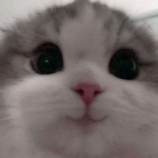Стикер из набора . soft cat by @stickernct для Телеграм: Статические 🐈